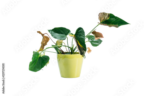 Diseases and pests, proper care for houseplant anthurium. isolated on white, Plant diseases. Anthurium - Flamingo Plant diseases. Spots or withering Anthurium leaves,Yellow leaf of the anthurium