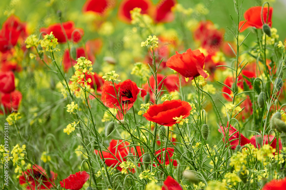 Obraz premium Mohn-Raps-Wiese