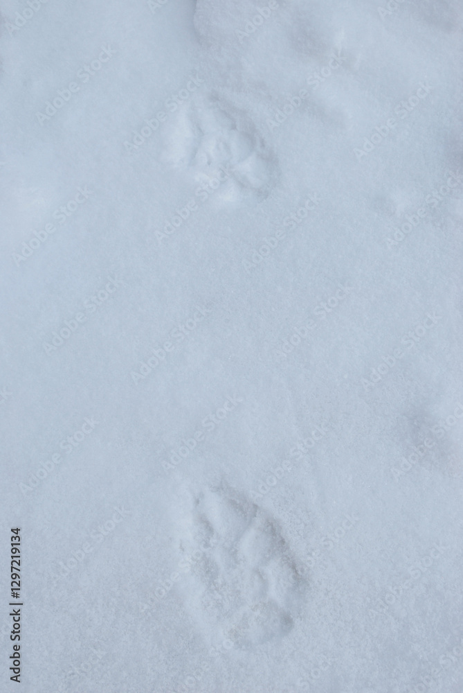 Footprints of a wild wolf animal on snow Footprints of a wild wolf animal on snow