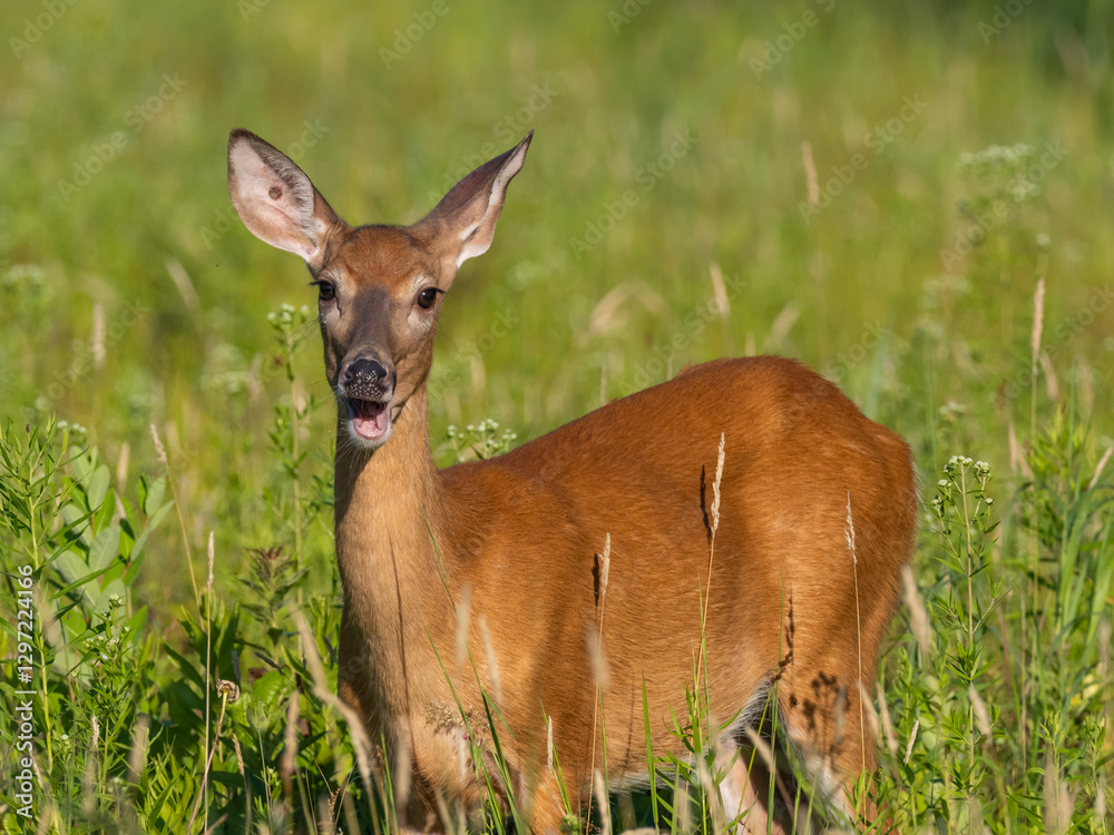 A White-tailed Deer standing amongst grassy vegetation and with its mouth open as if speaking. A White-tailed Deer standing amongst grassy vegetation and with its mouth open as if speaking.