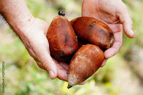 Fruits of the babassu palm (Attalea speciosa) in the hand. They are used to make medicines, beauty products and drinks. The fruit is also marketed as food supplement powder. Amazon rainforest, Brazil.