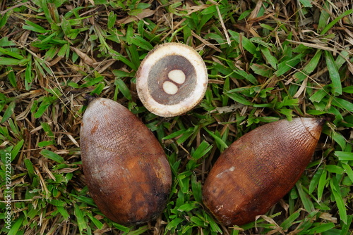 Wallpaper Mural Fruits of the babassu palm (Attalea speciosa), with one of them split in cross-section.  They are used to make medicines, beauty products and drinks. Amazon rainforest, Brazil. Torontodigital.ca