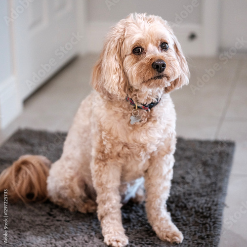 Adorable Cavapoo puppy at home