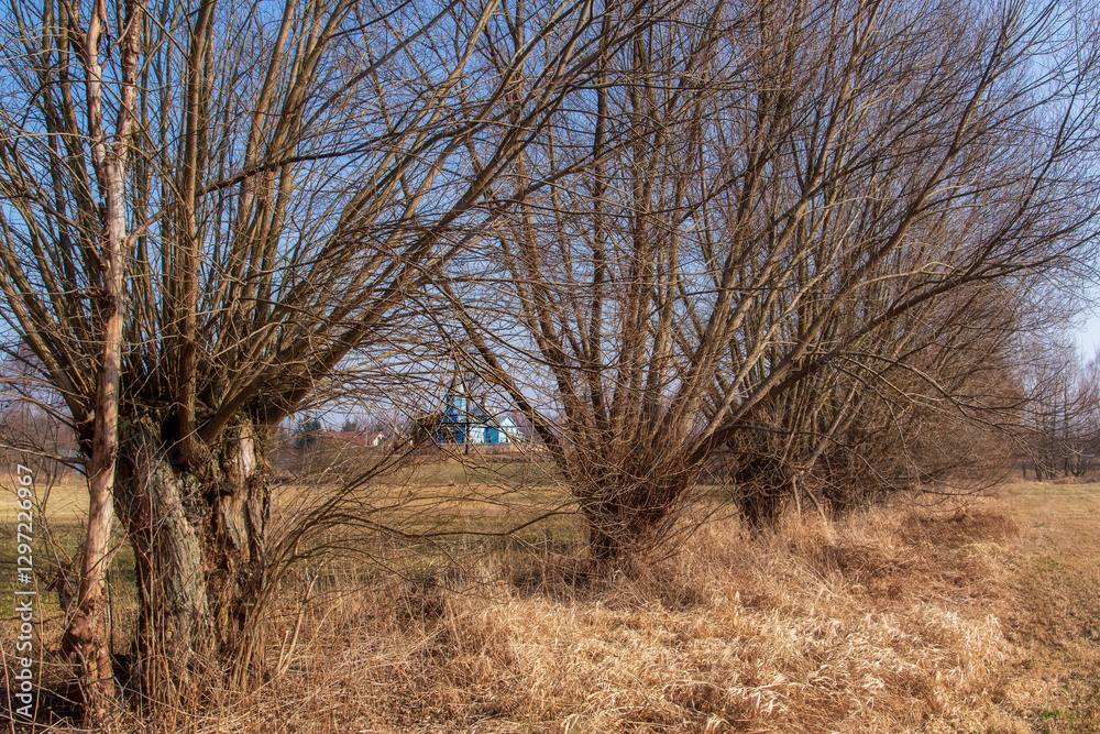 Przedwiośnie w Dolinie Górnej Narwi, Podlasie, Polska