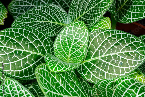 Fittonia albivenis, tropical plant with decorative colored leaves in a botanical collection, Ukraine photo