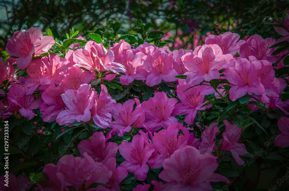Pink azaleas blooming in the city botanical garden. Pink azaleas blooming in the city botanical garden.