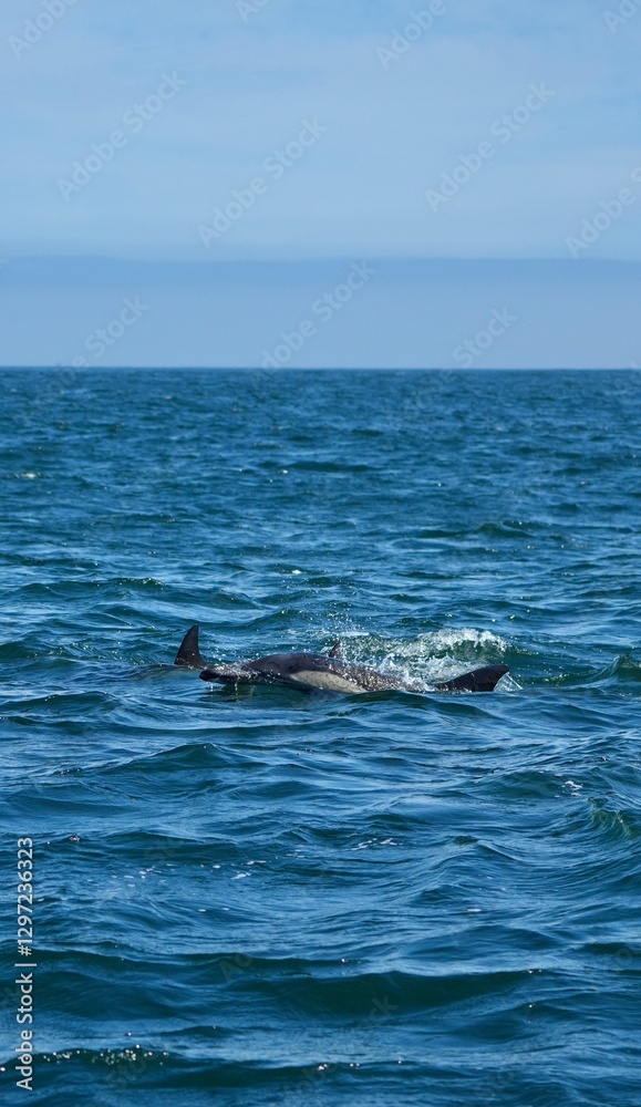 Obraz premium Delfinschule gemeiner Defline vor Kapstadt (Südafrika)