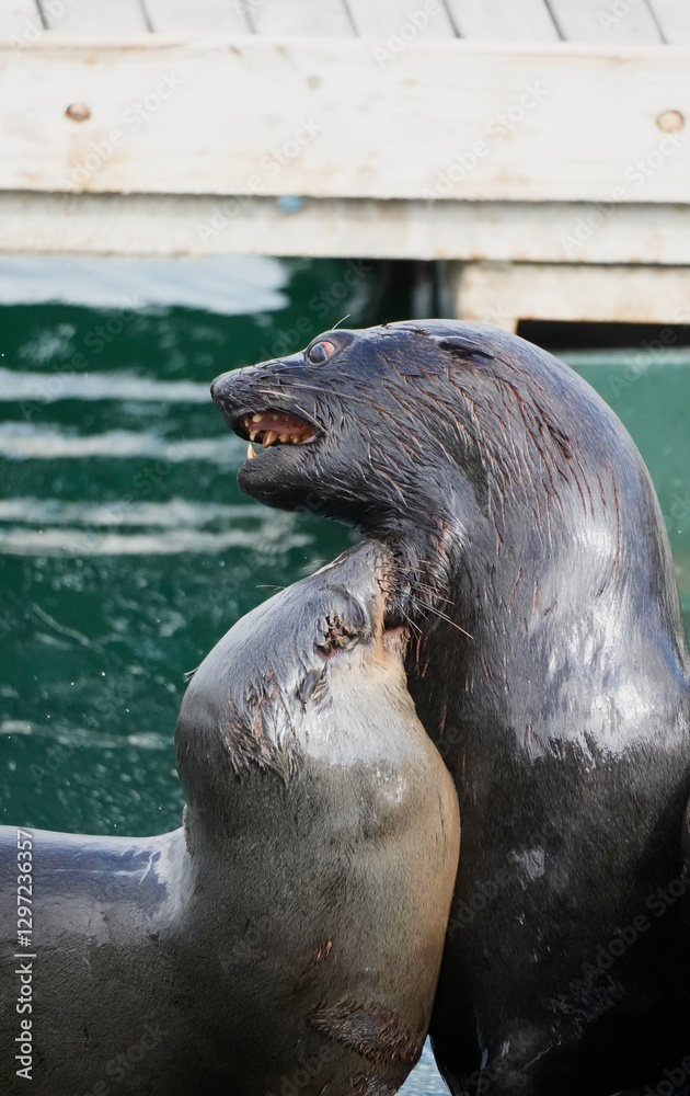 Obraz premium Kämpfende Seelöwen im Hafen von Kapstadt (Südafrika)