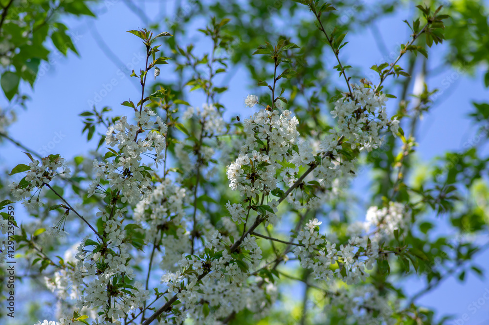 Prunus avium wild sweet cherry in bloom, beautiful white flowering tree branches with green leaves