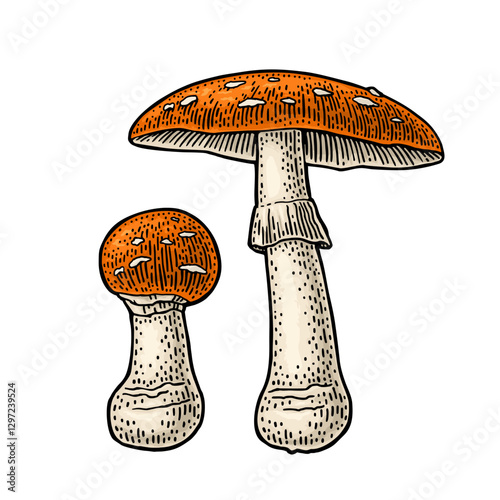 Amanita. Vintage color vector engraving illustration isolated on white