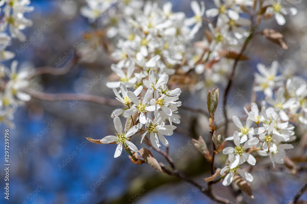 Amelanchier lamarckii deciduous flowering shrub, group of snowy white petal flowers on branches in bloom
