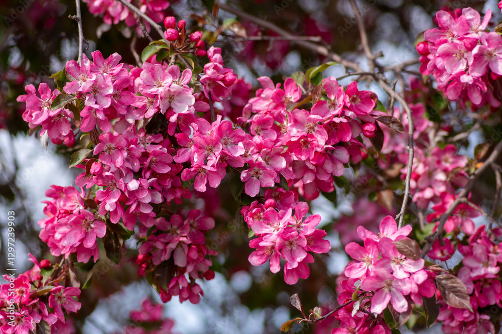 Ornamental malus royalty beautiful apple flowering tree, springtime, purple pink flowers in bloom on branches