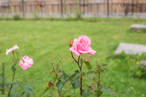 Roses in the garden, Roses are beautiful with a beautiful sunny day.