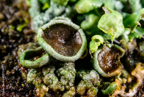 Cuadro en lienzo Apothecia of crustose lichen growing on a rock near the Black Sea, Ukraine, Odes