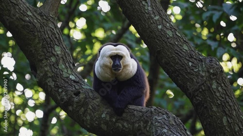 White-faced Saki Monkey Standing Still in Dense Rainforest, Fixed Camera Wildlife Footage, Tropical Animal Habitat, Primate Close-up, Nature Documentary Scene, Exotic Amazon Species, Jungle Background