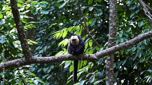 White-faced Saki Monkey Standing Still in Dense Rainforest, Fixed Camera Wildlife Footage, Tropical Animal Habitat, Primate Close-up, Nature Documentary Scene, Exotic Amazon Species, Jungle Background