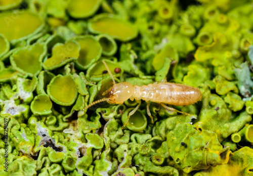 Reticulitermes lucifugus - worker termite crawling on yellow-green lichens growing on an old tree, Ukraine, Odessa photo