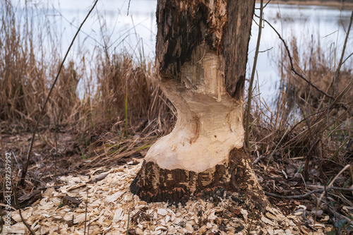 Obraz na płótnie Fraßspuren eines Bibers an einem Baum w salonie