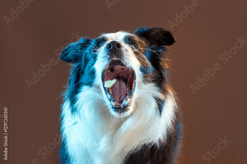 dog catching food in the air