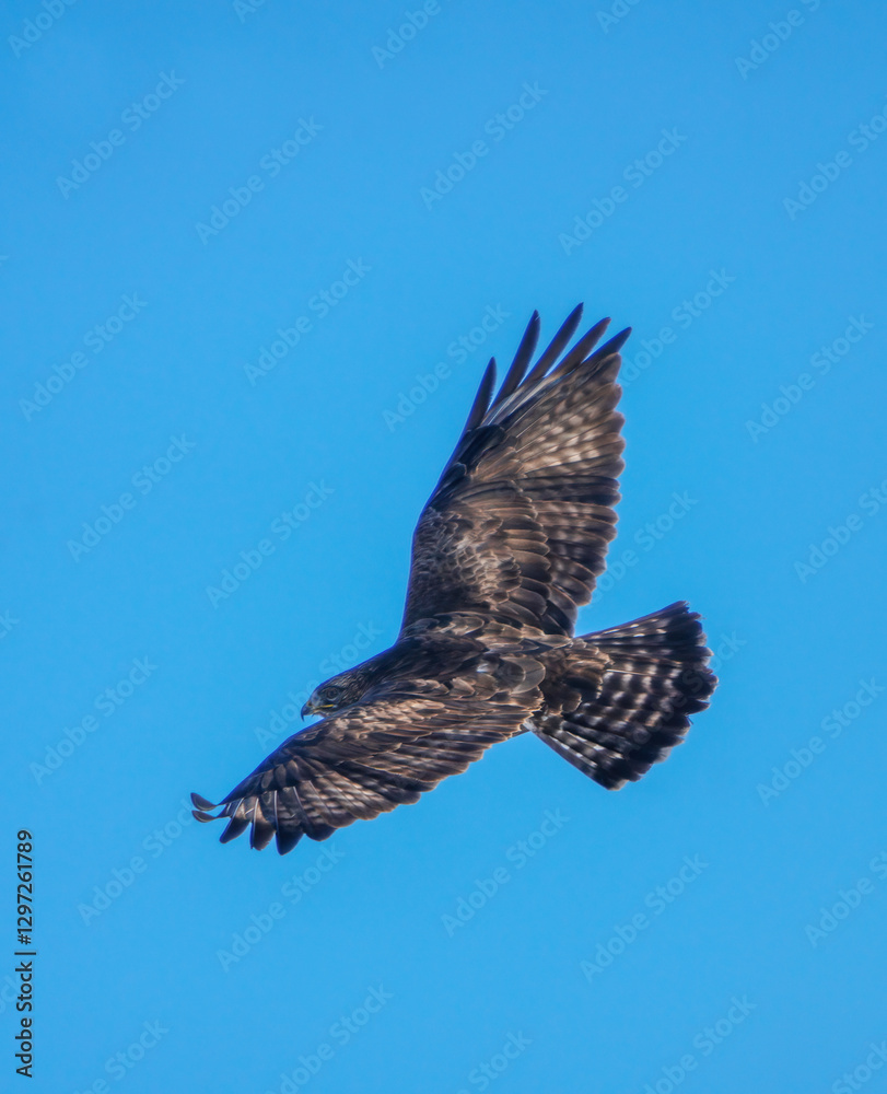Fototapeta premium Common buzzard gliding through the vibrant blue sky
