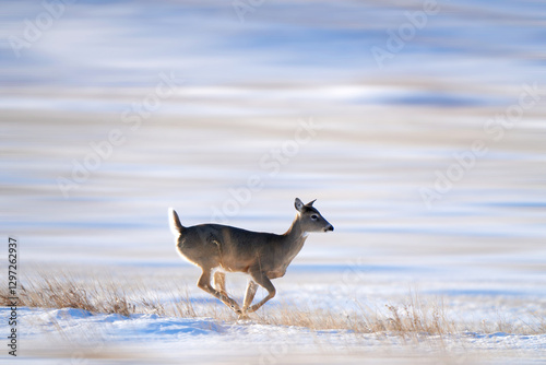 White-tailed deer running in snowy field