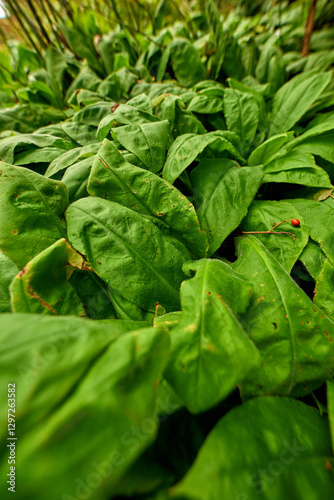 Growth, closeup and green plants in nature for botanical environment and gardening. Meadow, isatis tinctoria or sustainable outdoor agriculture for blooming leaves, pollination and ecology in park