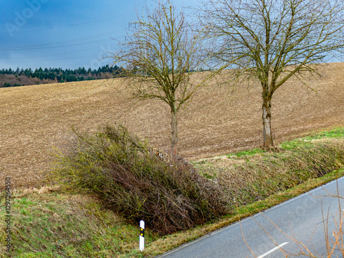 Baumschnitt entlang einer Landstrasse photo