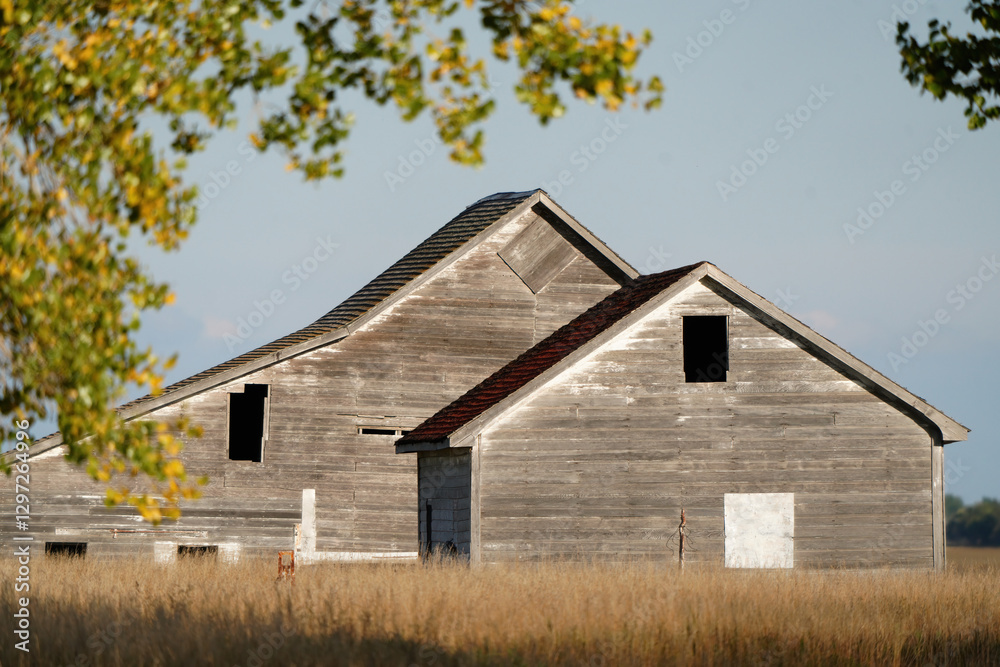 Abandoned weathered grey wooden barn in field with broken windows