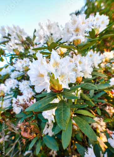 White flower, leaves or garden with floral design for season, bloom or blossom in nature. Closeup, plant and tree with greenery or pollen for natural growth, climate change or foliage in conservation