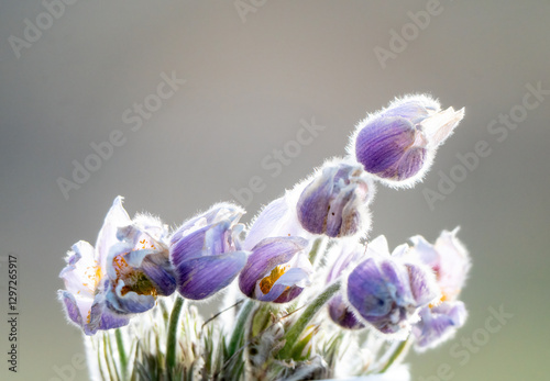 Pasque flowers blooming in springtime sunlight