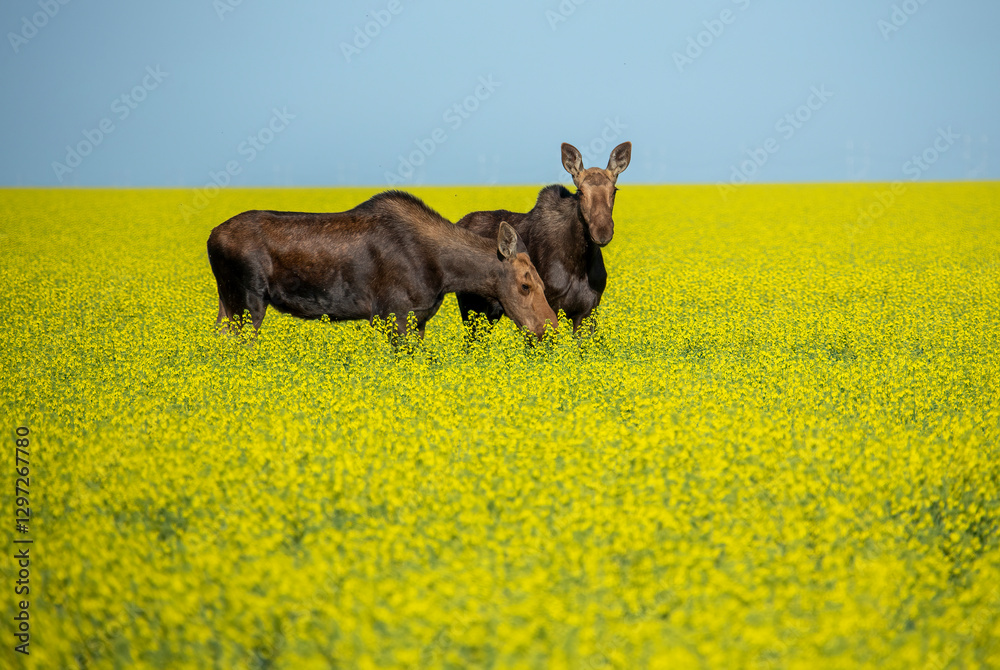 Moose grazing in a canola field under blue sky