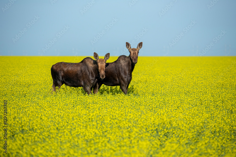 Two moose standing in a canola field on a sunny day
