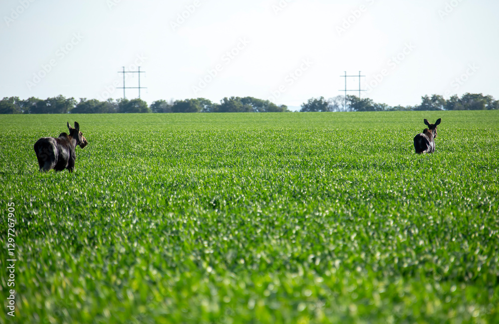 Two moose walking in a green field on a sunny day