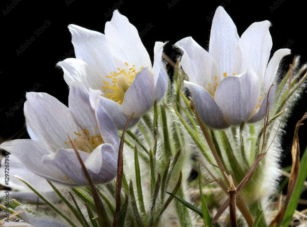 Pasque flowers blooming in the spring season with a dark background