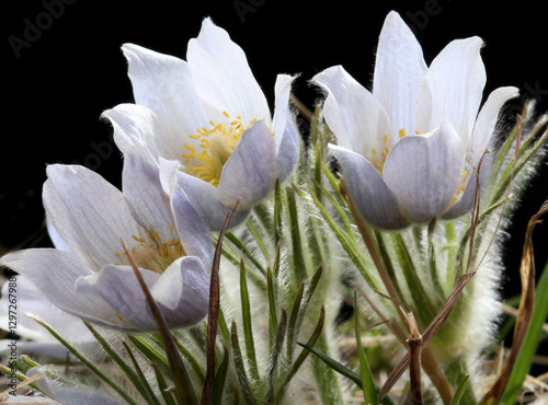Obraz na płótnie Pasque flowers blooming in the spring season with a dark background w salonie