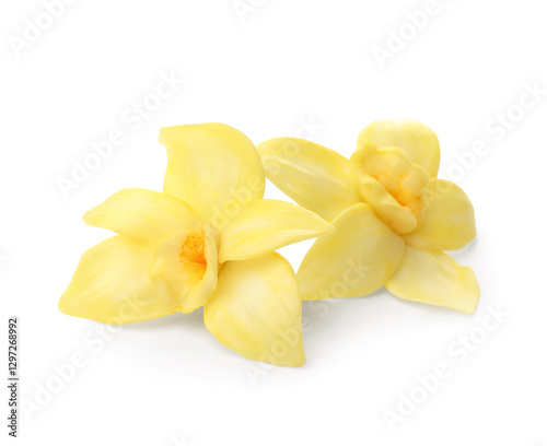 Beautiful vanilla flowers isolated on white background