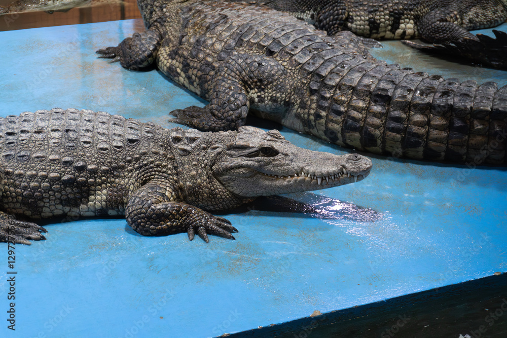 Obraz premium Crocodiles resting on a blue surface indoors