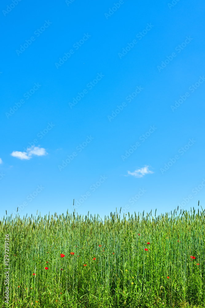 Obraz premium Farm, tall grass and blue sky with space in countryside for natural growth, vegetation or agriculture. Empty, clouds and greenery with leaves or plants for agro environment or conservation in nature