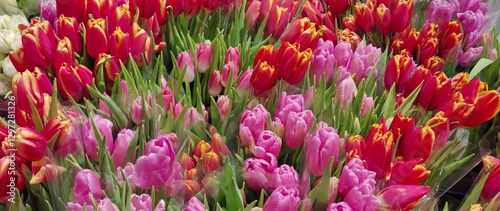 white purple yellow pink red violet multicolored tulips in bouquets in large quantities. Sea of tulips. Cut tulips in bouquets