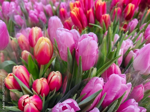white purple yellow pink red violet multicolored tulips in bouquets in large quantities. Sea of tulips. Cut tulips in bouquets