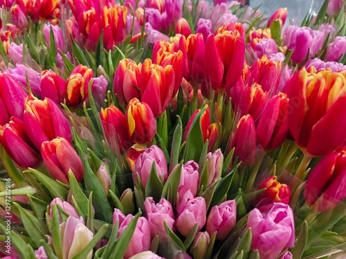 white purple yellow pink red violet multicolored tulips in bouquets in large quantities. Sea of tulips. Cut tulips in bouquets