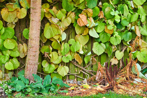 Wall, leaves and autumn in ecology forest, outdoor ecosystem and countryside backyard. Environment, natural process and foliage senescence in home garden, sustainable and development of new plants