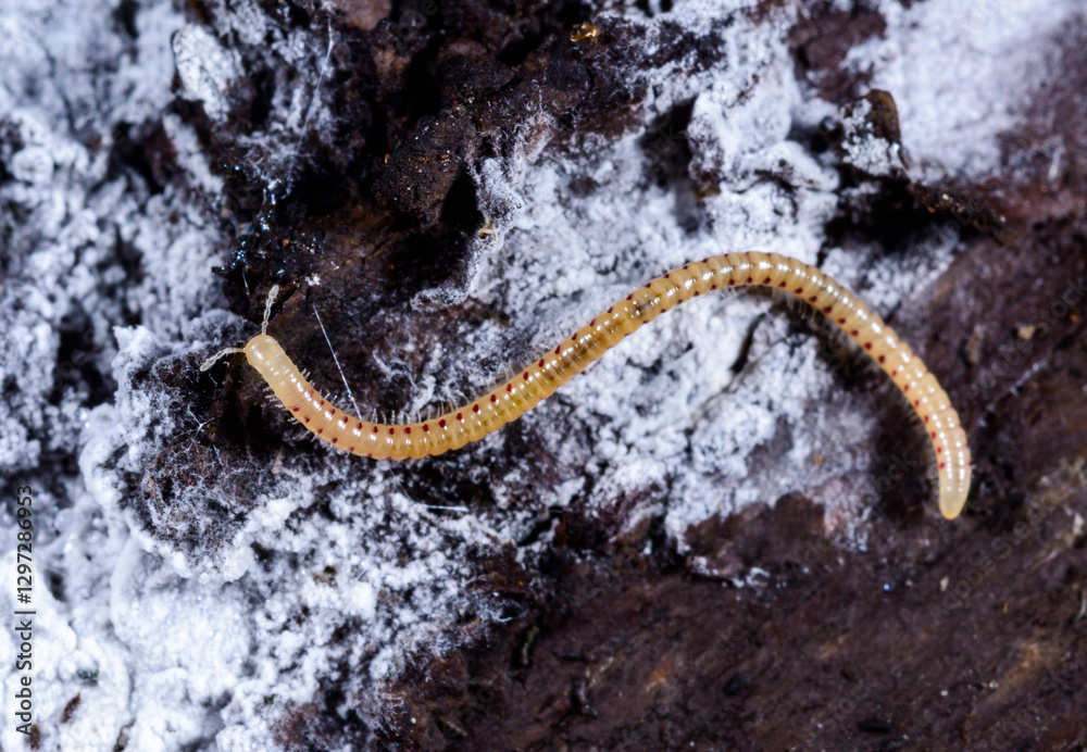 Spotted snake millipede Blaniulus guttulatus, centipede feeds on fungal hyphae on rotten wood of an old tree stump Spotted snake millipede Blaniulus guttulatus, centipede feeds on fungal hyphae on rotten wood of an old tree stump