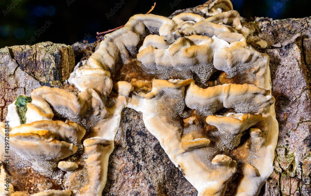 Bjerkandera fumosa, saprotrophic fungus growing on an old rotten stump of a large deciduous tree Bjerkandera fumosa, saprotrophic fungus growing on an old rotten stump of a large deciduous tree