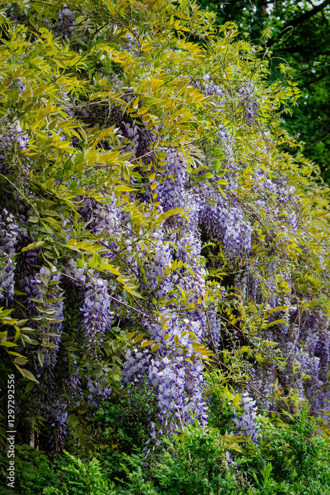 Blooming spring purple wisteria Blooming spring purple wisteria