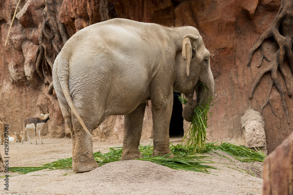 Fototapeta premium Cute elephant eating grass