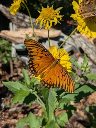 butterfly on flower