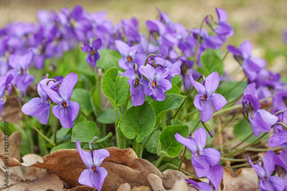 Violet violets flowers bloom in the spring forest. Viola odorata