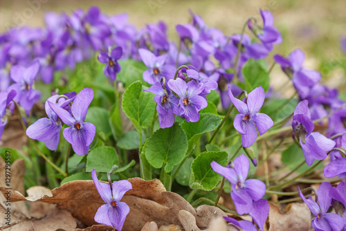 Obraz na płótnie Violet violets flowers bloom in the spring forest. Viola odorata w salonie