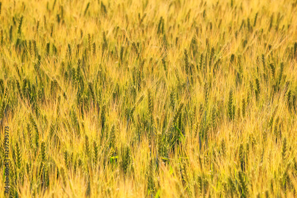 Rural landscape, background - field common wheat (Triticum aestivum) in the rays of the summer sun, close-up